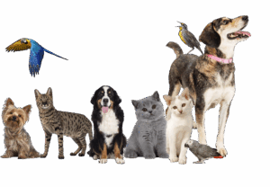 discover-endearing-scene-border-collie-posing-with-variety-pets-capturing-unique-charm-each-furry-feathered-friend-300×208